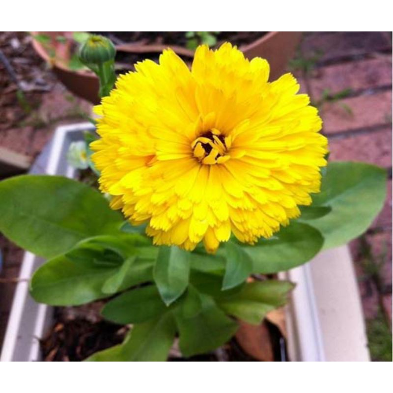 100H - Hạt giống Hoa Cúc SuSi Mix màu