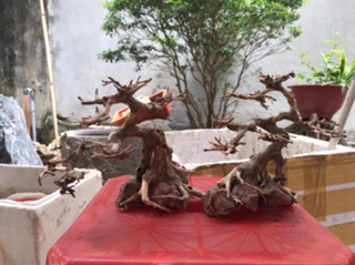 Cây bonsai D20xc20 cho bể cá thuỷ sinh