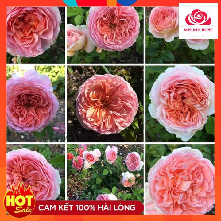 Hoa hồng ngoại leo Abraham Darby- Sắc hồng thuần khiết với hương thơm nồng nàn- Vườn Hoa Melinhrose