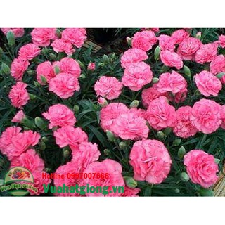 Hạt giống Hoa cẩm chướng - Rau củ quả trồng tại vườn, sân thượng, nông trang, ban công