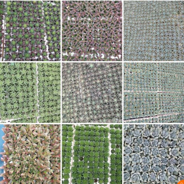 Cây sen đá vỉ các loại