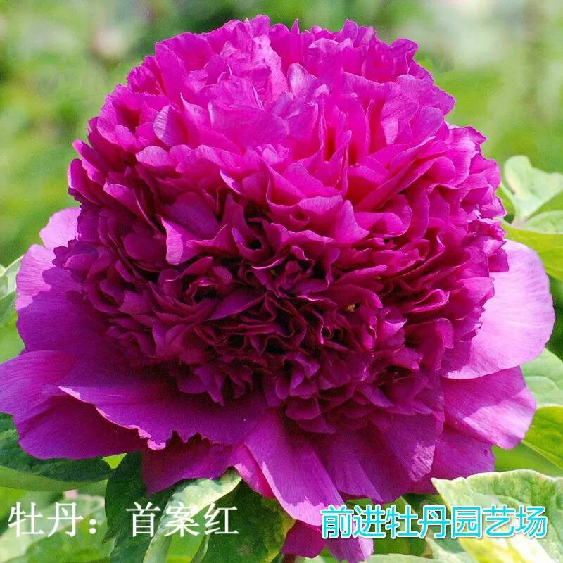 Hạt giống hoa mẫu đơn mix gói 5 hạt-tặng kèm hướng dẫn ươm hạt