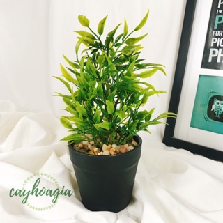 Chậu Cây Để Bàn Giá Rẻ - Chậu Cây Trúc Giả 22 Cm ( Giá Bao Gồm Cả Cây Và Chậu)