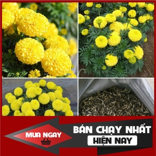 [ Big Sale ] Hạt Giống Hoa Cúc Vạn Thọ Mỹ màu Vàng F1 - 50 hạt
