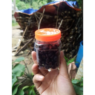 Hạt dổi rừng