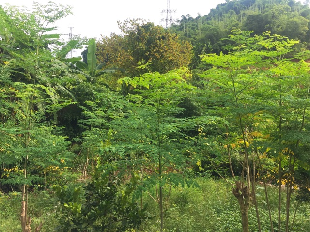 Bột chùm ngây nguyên chất sấy lạnh nhà làm | BigBuy360 - bigbuy360.vn