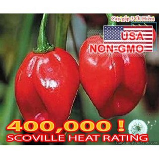 5h hạt giống ớt habanero đỏ cay nhất thế giới