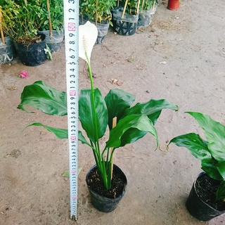 Cây lan ý - Cây cảnh mini
