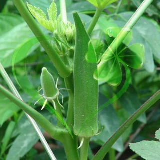 Hạt đậu bắp - cà bắp - gói 18 gram