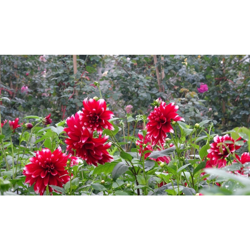 Hạt Giống Hoa Thược Dược Siêu To Mix Đủ Màu