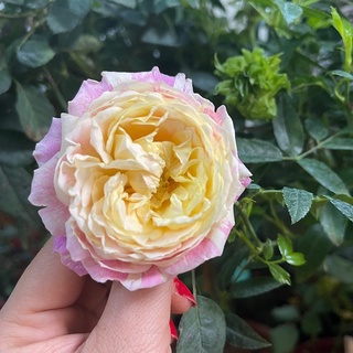 Cây hoa Hồng claumonet cao từ 40 cm-55 cm