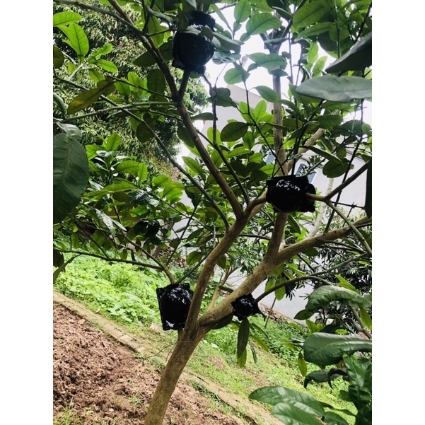 Bầu chiết cành cao cấp đủ kích thước, tăng khả năng ra rễ, chống úng cành chiết, tái sử dụng trên 5 năm