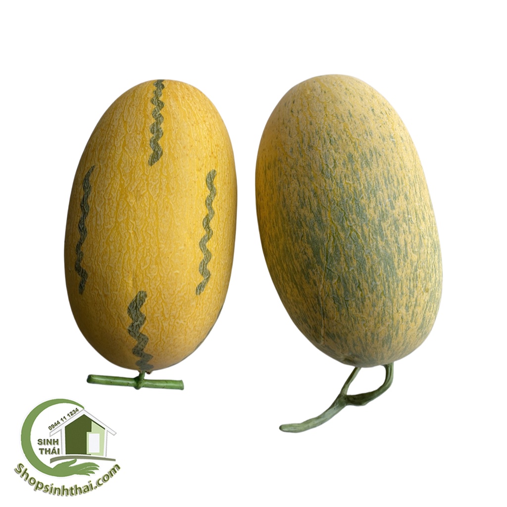 Trái dưa gang lớn màu vàng - dưa gang giả cao cấp