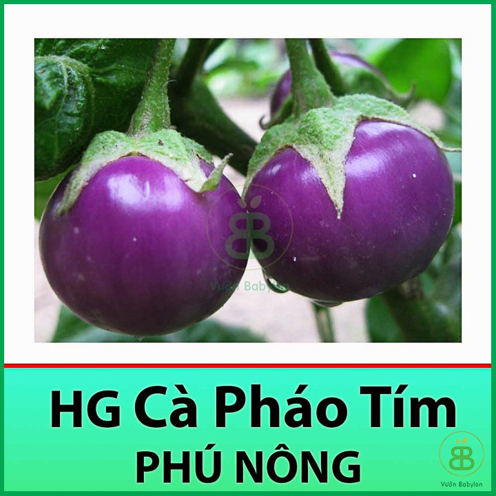 Hạt Giống Cà Pháo Tím Sai Trái, Siêu Giòn 0,5Gr