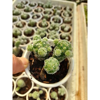 Xương rồng trứng chim mini Hoa Đá BMT