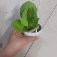 Cẩm cù lá xếp