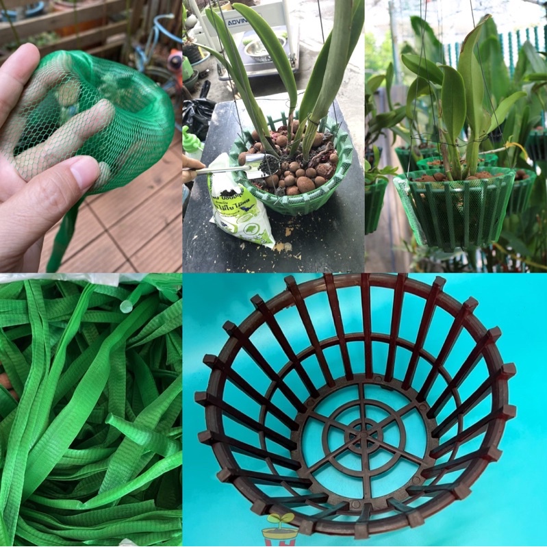 Chậu nhựa trồng lan - Lan que - Rổ lan