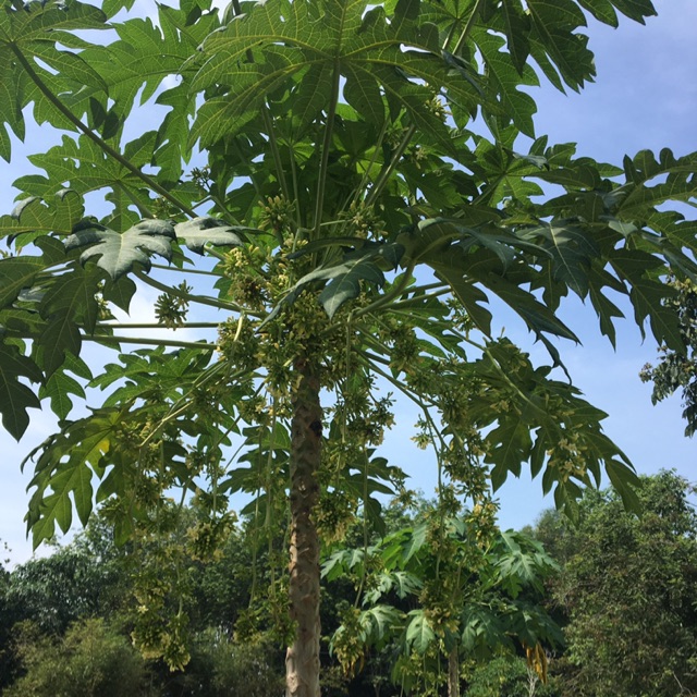 Hoa đu đủ đực khô tươi loại 100g