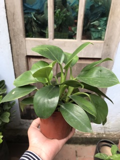 Cây trầu bà đế vương xanh