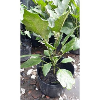 CHẬU CÂY GIỐNG CÂY CÀ TÍM DÀI (CÀ TÍM DÁI DÊ)