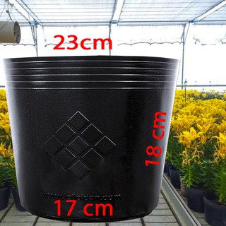 25 Chậu nhựa trồng cây C9A 23x18x17 trồng cây ăn trái và hoa