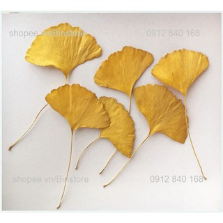 SET OF 12 LÁ NGÂN HẠNH LÁ VÀNG NATURALLY DRY GOLDEN GINKO LEAVES