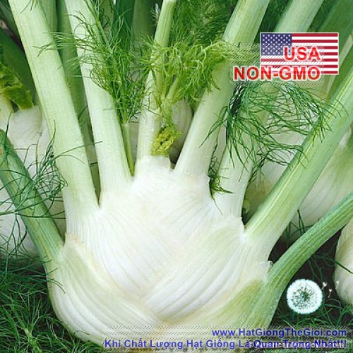 50h Hạt Giống Củ Hồi, Củ Thì Là Fennel Finnocchio (B3.104| C24*W21*M233)