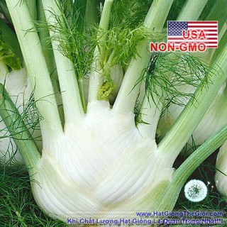 50h Hạt Giống Củ Hồi, Củ Thì Là Fennel Finnocchio (B3.104| C24*W21*M233)
