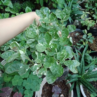 Cây cẩm thạch