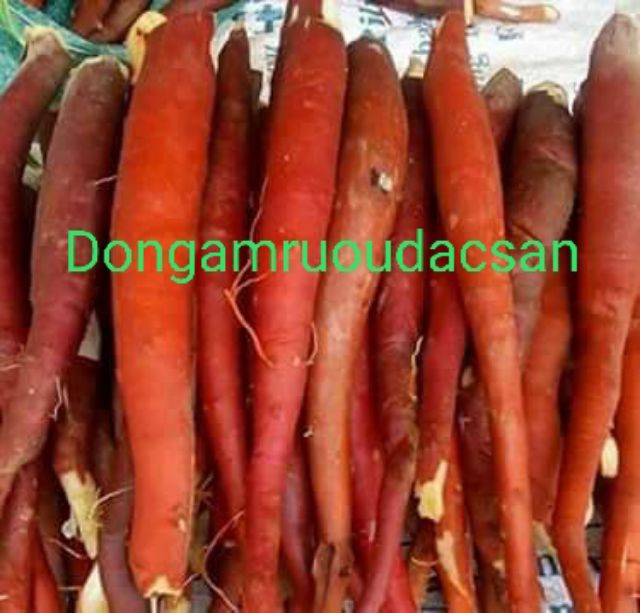 Sâm cau đỏ chọn 1kg to đều chuẩn rừng