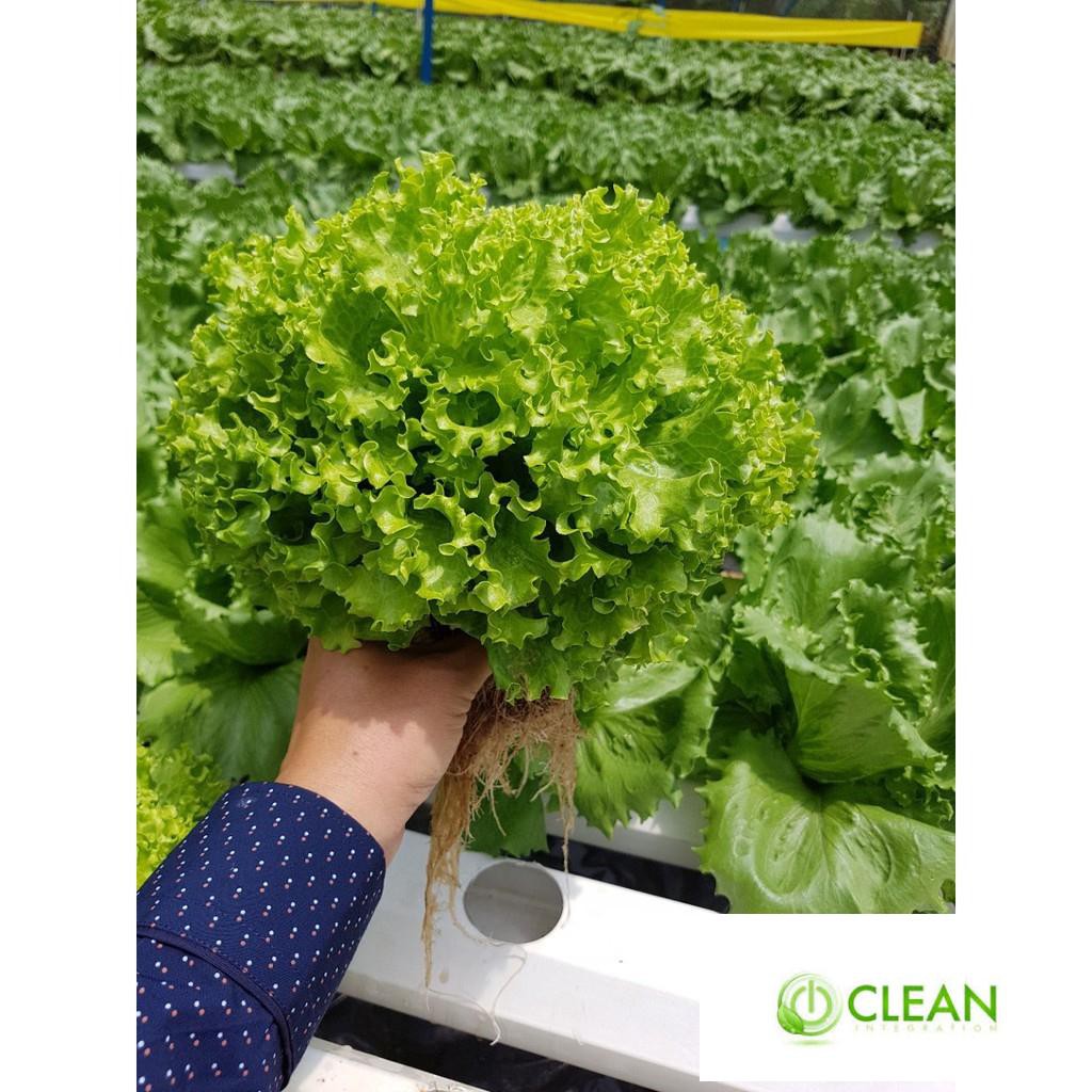 Hạt Giống Xà Lách Xoăn Xanh F1