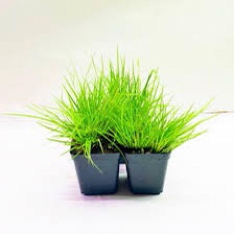 Cỏ Thạch Xương Bồ cỏ thơm