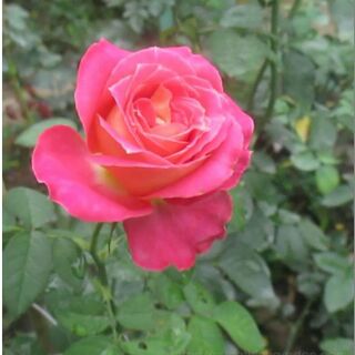 Cây hoa Hồng 2 da - đỏ lửa sa đéc