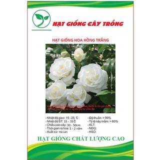 Hạt giống hoa hồng trắng ct248 - gói 10 hạt