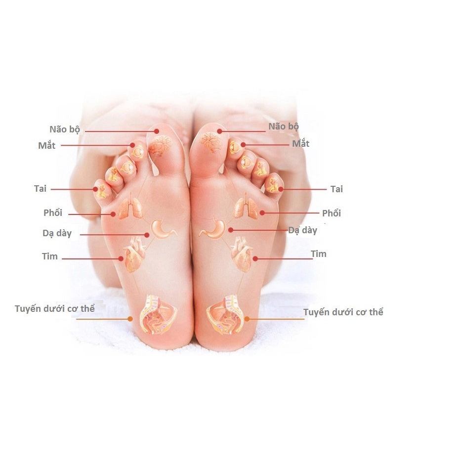 Máy massage chân cao cổ