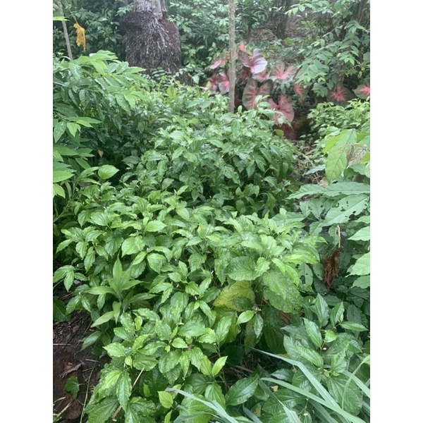 Lá lốp tươi loại 300g