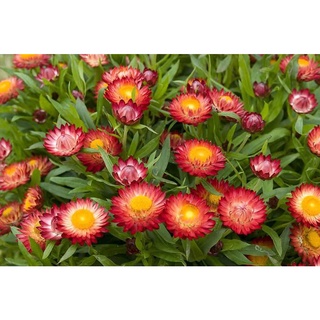 Cần phun bình xịt tưới cây DUDACO Dài 19cm dành cho bình 1-2 lít; 176