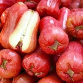 CÂY GIỐNG ROI ĐỎ (MẬN ĐỎ AN PHƯỚC)