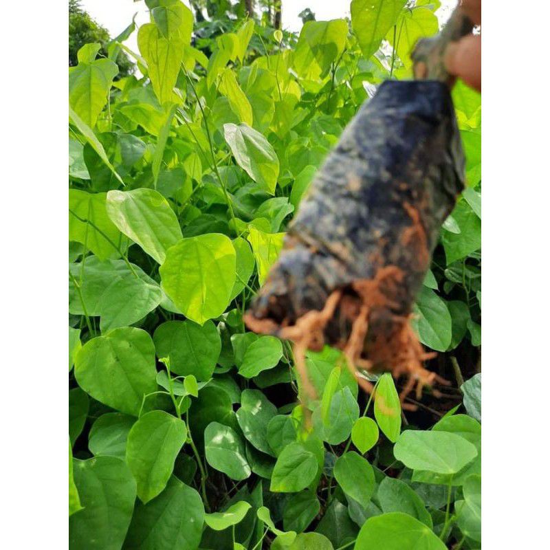 Rau bò khai cây giống