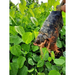 Rau bò khai cây giống(thảodược)
