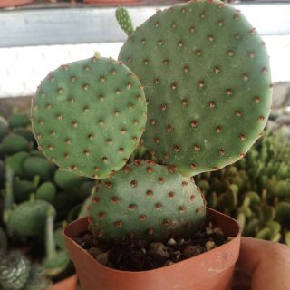 Xương rồng tai gấu