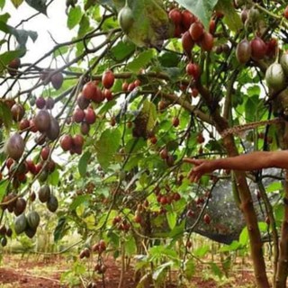 [Xả - Cắt Lỗ ] Cà Chua Thân Gỗ