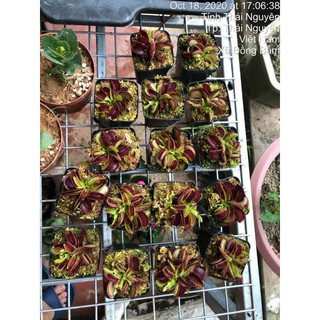 cây bẫy kẹp
