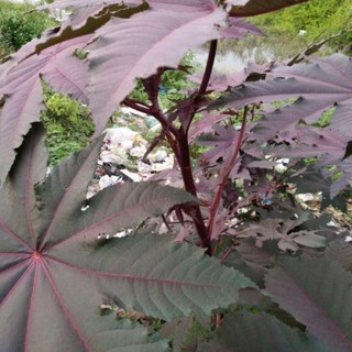 1Kg lá thầu dầu tía  Mới