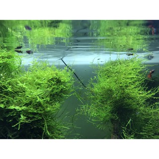 Rêu thuỷ sinh Java Moss vỉ 10x10cm
