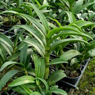 Lan denro nắng Banana hoa thơm