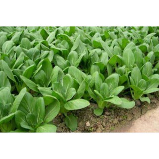 Hạt Giống Cải chíp (Cải thìa) 20 Gram/ Gói