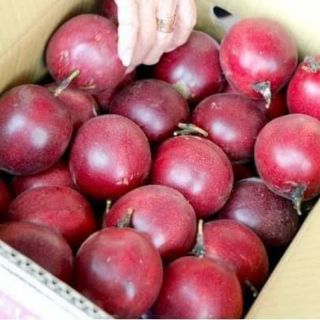 Hạt giống chanh leo đỏ đài loan .giongcaynhap