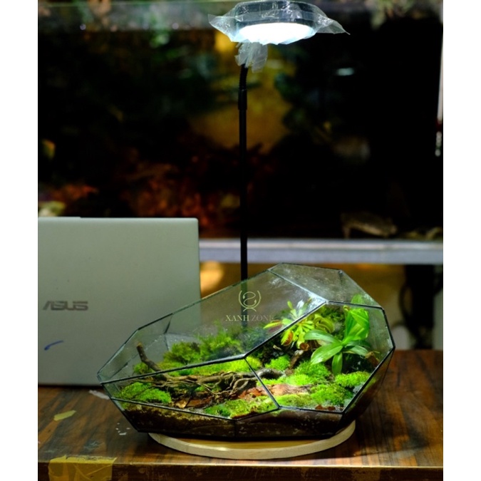 Rêu đầu trắng, rêu đầu bạc, rêu terrarium, làm tường rêu, rêu xanh