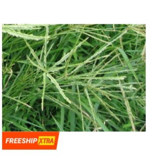 500GR CỎ MẦN TRẦU KHÔ